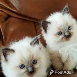 Registered Ragdoll Kitten For Sale | PostAds PH