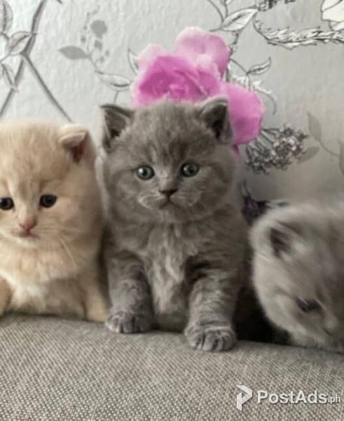 british shorthair kittens