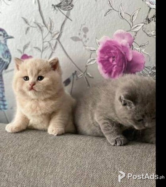 kittens needs new lovely  homes