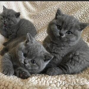 British Short-hair Kittens | PostAds PH