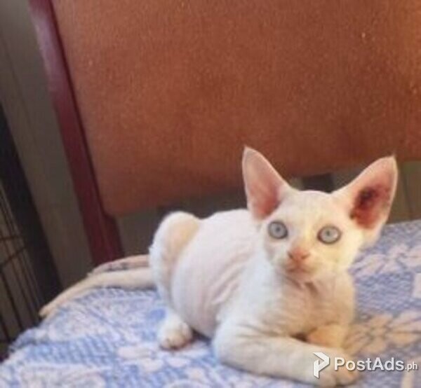  Playful Male and female Devon Rex Kittens