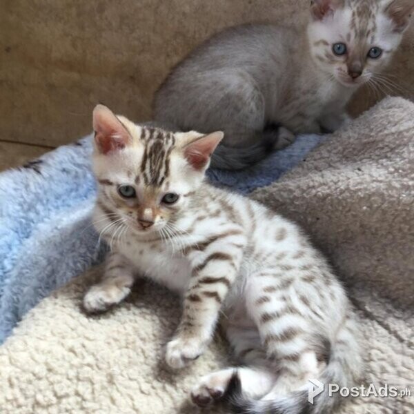  Bengal kittens