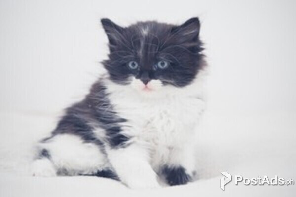  Angora Kittens