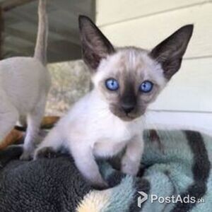 Siamese Kittens | PostAds PH