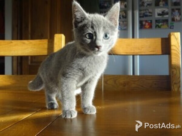 Certified Russian Blue Kittens
