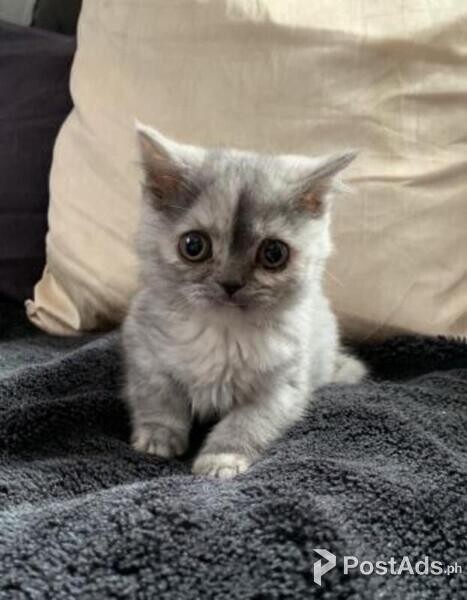  Beautiful American Shorthair Kitten