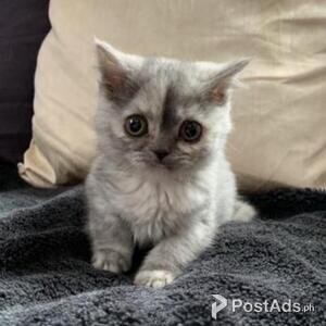 Beautiful American Shorthair Kitten | PostAds PH