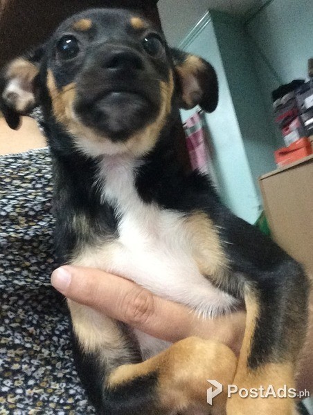 mini pinscher