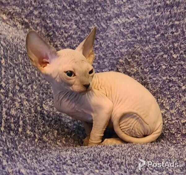 Sphynx Kittens 
