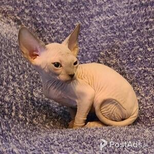 Sphynx Kittens | PostAds PH