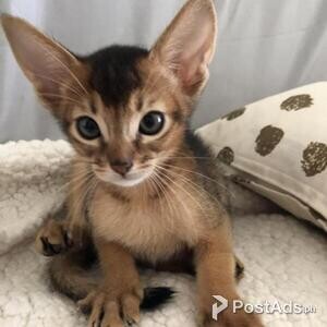 Amazing Abyssinian Kittens | PostAds PH