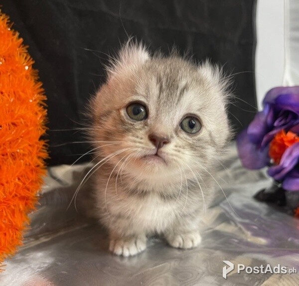 American Curls Kittens  