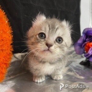 American Curls Kittens | PostAds PH