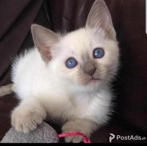 Balinese Kittens 