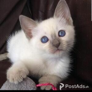 Balinese Kittens | PostAds PH