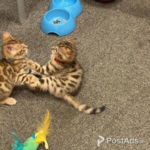 Bengal Kittens | PostAds PH