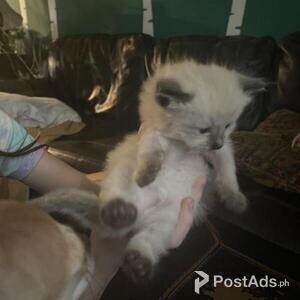 Birman Kittens | PostAds PH
