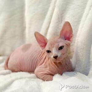 Sphynx Kittens Available | PostAds PH