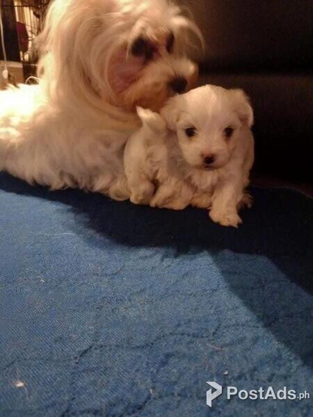 KC Pure Maltese only 2 left one girl and 1 boy
