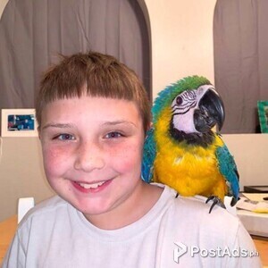Blue and Gold Macaw | PostAds PH