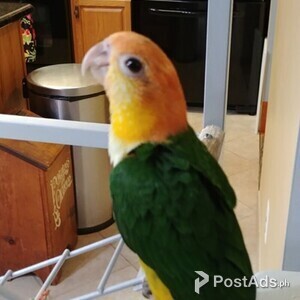 White Bellied Caique | PostAds PH