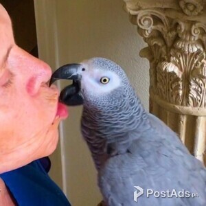 African Grey Congo | PostAds PH