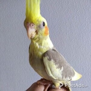 Cockatiel | PostAds PH