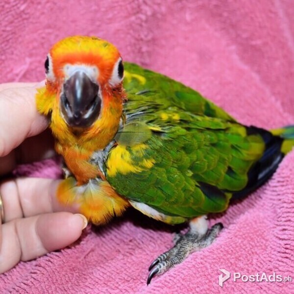 Sun Conure