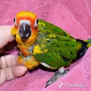Sun Conure | PostAds PH