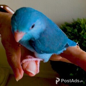 Celestial (Pacific) Parrotlet | PostAds PH