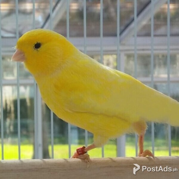  Canary