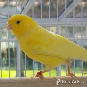Canary | PostAds PH