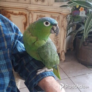 Mealy Amazonb | PostAds PH