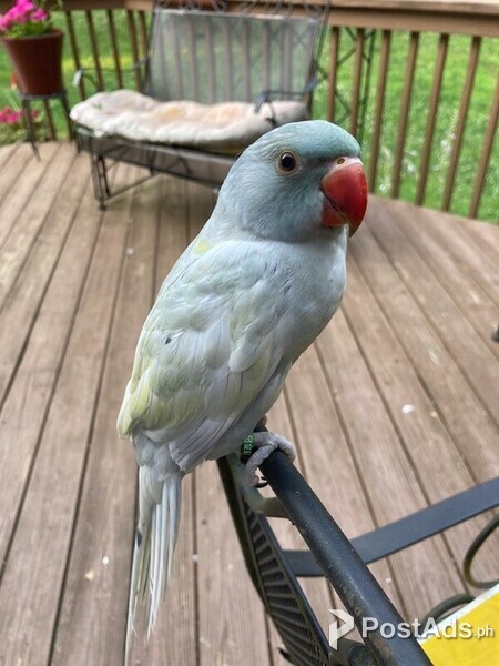  Ringneck Indian Parakeet