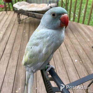 Ringneck Indian Parakeet | PostAds PH