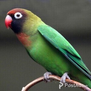 Black Headed Caique | PostAds PH