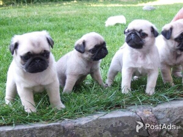 Cute Xmas Pug puppies for Sale