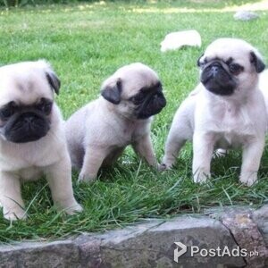 Cute Xmas Pug puppies for Sale | PostAds PH