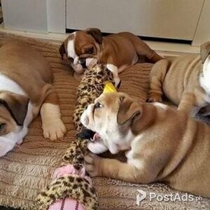 Healthy English Bulldog Puppies for sale | PostAds PH