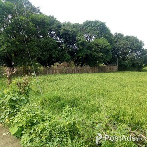 11,000 sqm LOT FOR SALE IN IBA, ZAMBALES | PostAds PH