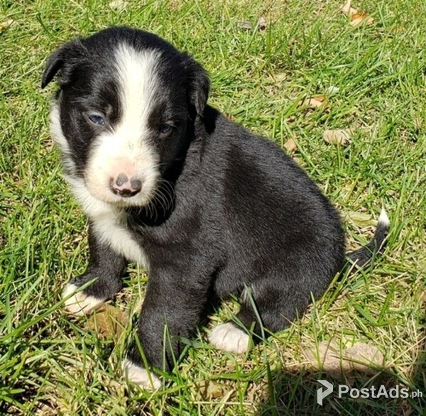 Border collie Puppies