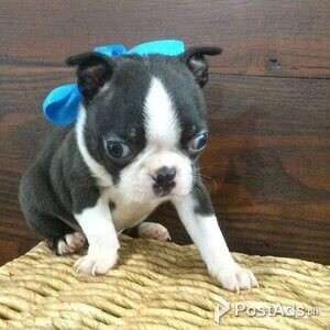 Boston Terrier Puppies | PostAds PH