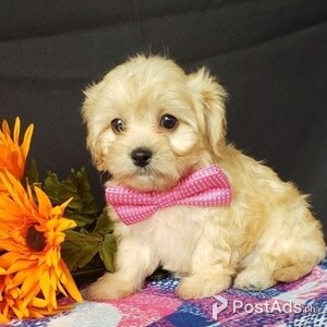 Cavachon Puppies. Available | PostAds PH