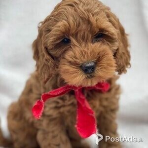 Cockapoo Puppies | PostAds PH
