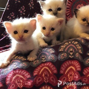 gorgeous Birman kittens | PostAds PH