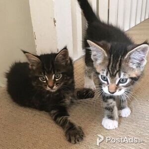 Maine Coon kittens available. | PostAds PH