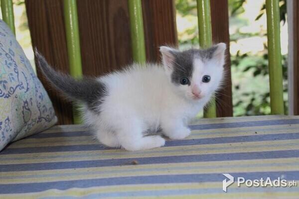 egged munchkin kittens 