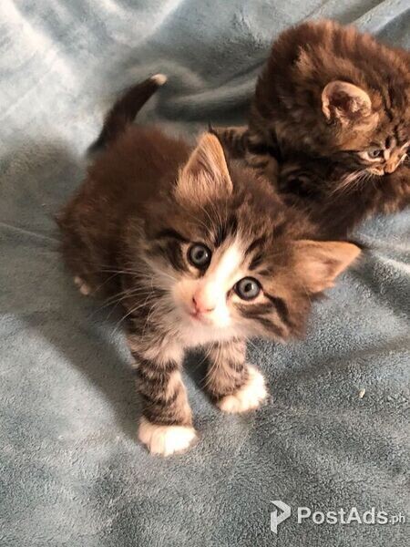 Norwegian Forest  kittens