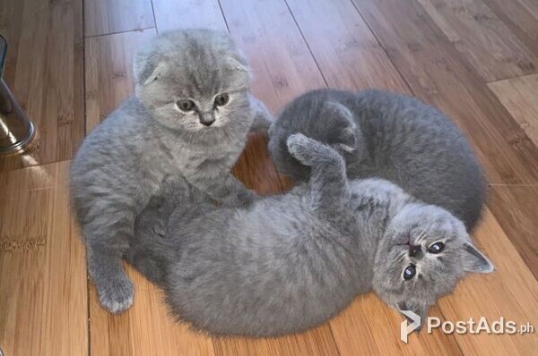 Scottish Fold Amazingly beautiful