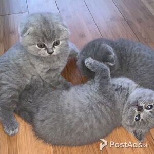 Scottish Fold Amazingly beautiful | PostAds PH